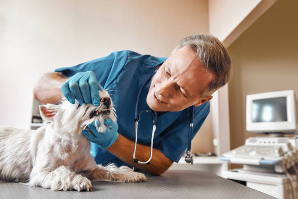 Best Emergency Denture Repair in Buckhead Ridge, FL